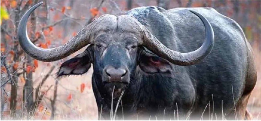 मुख्यमंत्री ने कान्हा नेशनल पार्क सुपखार (बालाघाट) में जंगली भैंसों के पुनर्स्थापन कार्य का शुभारंभ कर सभी को बधाइयां देकर प्रसन्नता व्यक्त की।