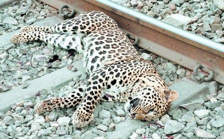 ट्रेन और सड़क हादसों में तेंदुओं की मौत, वन्यजीव सुरक्षा पर उठे सवाल