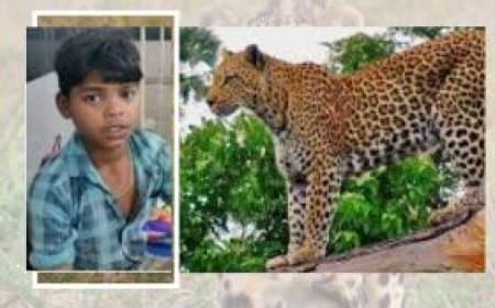 नर्मदापुरम: 13 साल के सत्यम ने तेंदुए को चटाई धूल, गर्दन पकड़कर बचाई अपनी जान
