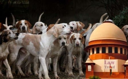 कुत्ता प्रेमियों को सुप्रीम झटका... देशभर की सड़कों से हटेंगे आवारा कुत्ते... एंटी रेबीज वैक्सीन उपलब्ध कराएं राज्य