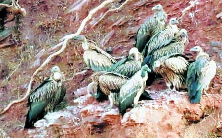 डाइक्लोफेनिक दवाओं से घटे गिद्ध, संरक्षण और गणना अभियान तेज हुआ सतना जिले में