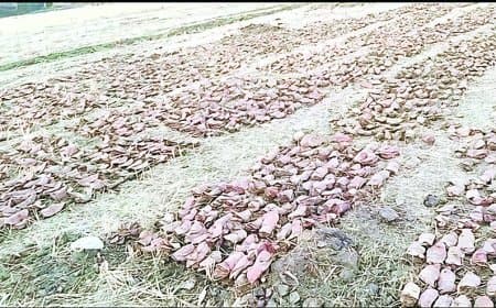 रौंड तेंदूपत्ता फड़ विवाद से दर्जनों मजदूरों के सामने रोजी-रोटी संकट