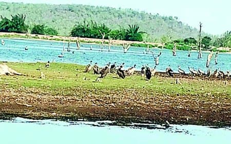 1000 से ज्यादा गिद्धों वाले बरौंधा में एक भी ‘बच्चा’ नहीं?