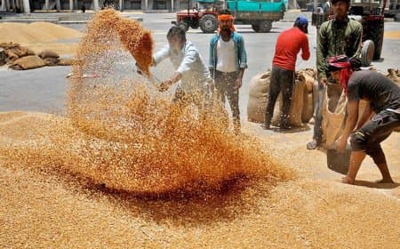 मध्यप्रदेश देश में अव्वल: अब तक 13.36 लाख किसानों से प्रदेश सरकार ने खरीदा 103 लाख मीट्रिक टन गेहूं