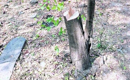 टीकर में एक रात में कटे 12 चंदन पेड़, गिरोह सक्रिय