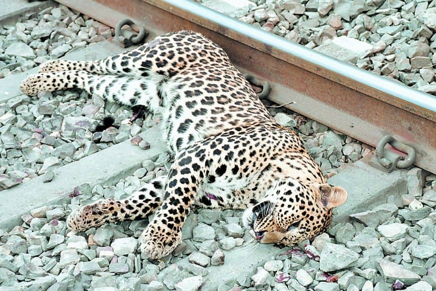 ट्रेन और सड़क हादसों में तेंदुओं की मौत, वन्यजीव सुरक्षा पर उठे सवाल