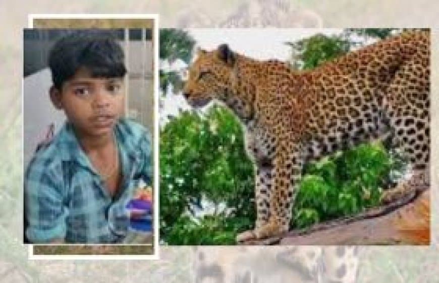 नर्मदापुरम: 13 साल के सत्यम ने तेंदुए को चटाई धूल, गर्दन पकड़कर बचाई अपनी जान