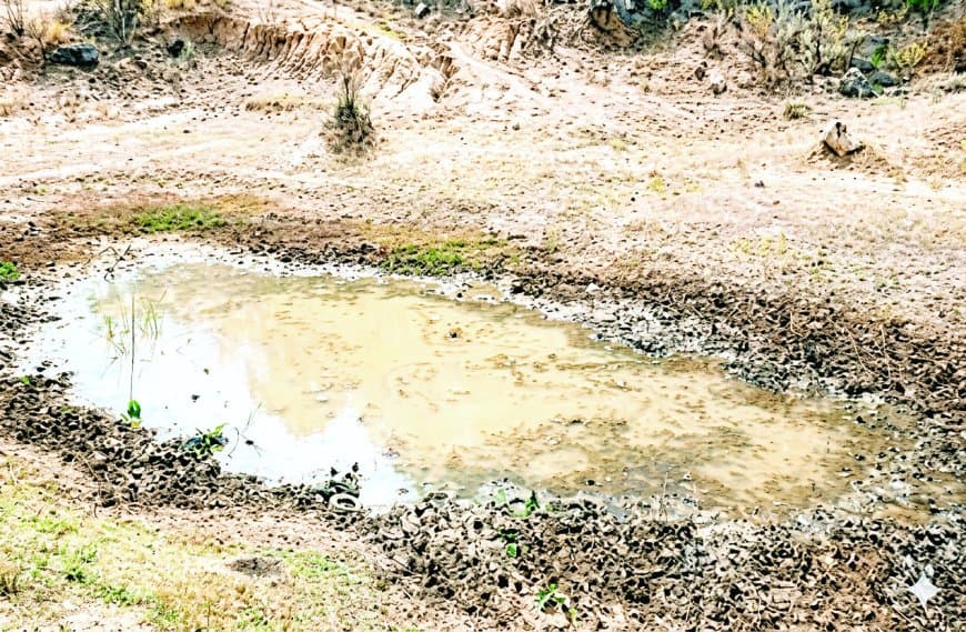 जल संकट से जंगल बेहाल, पानी की तलाश में गांवों की ओर बढ़ने लगे वन्यजीव
