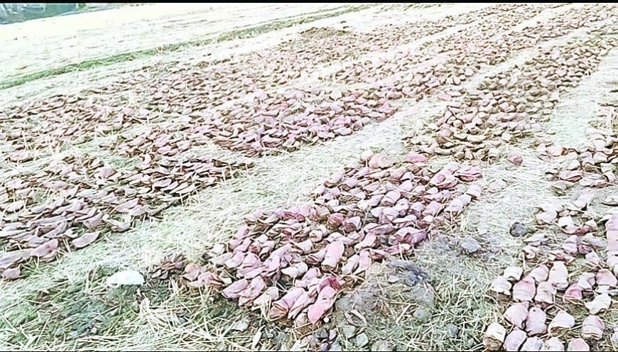रौंड तेंदूपत्ता फड़ विवाद से दर्जनों मजदूरों के सामने रोजी-रोटी संकट