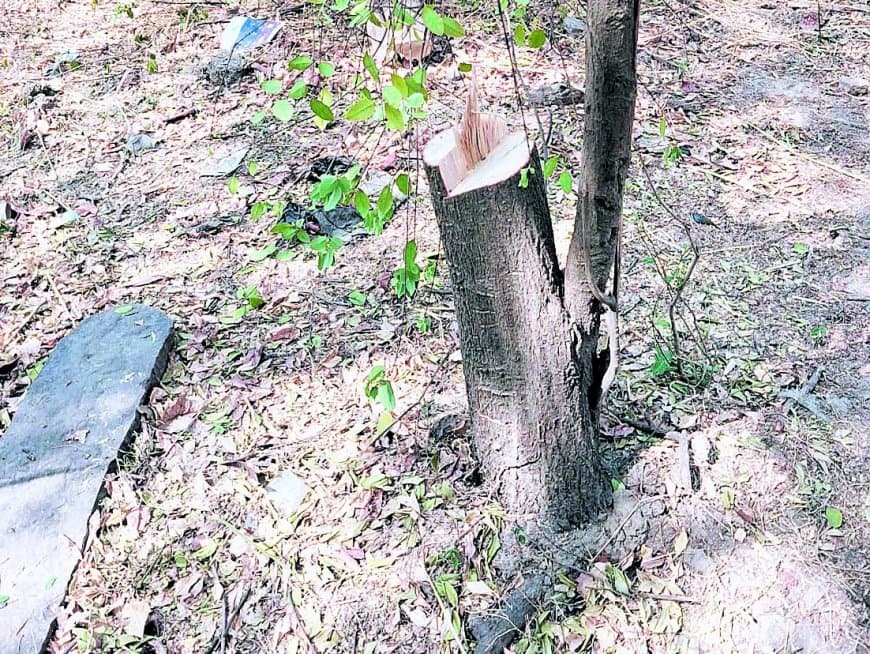 टीकर में एक रात में कटे 12 चंदन पेड़, गिरोह सक्रिय