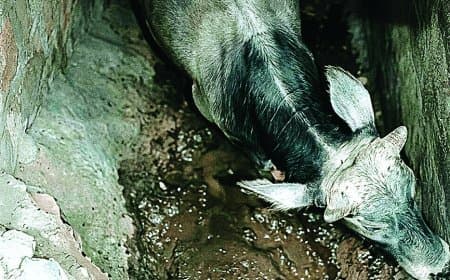 एनएच-39 में 10 फीट गहरा गड्ढा, गाय गिरी, सुरक्षा सवालों में