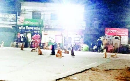 कोष्टा में बनेगा कुत्तों का शेल्टर होम, 300 आदमखोर कुत्तों की होगी व्यवस्था