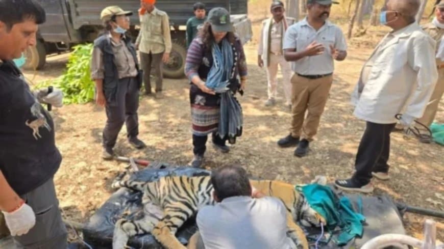 कान्हा में कैनाइन डिस्टेंपर वायरस का कोहराम, 6 बाघों की मौत के बाद एक और बाघ रेस्क्यू