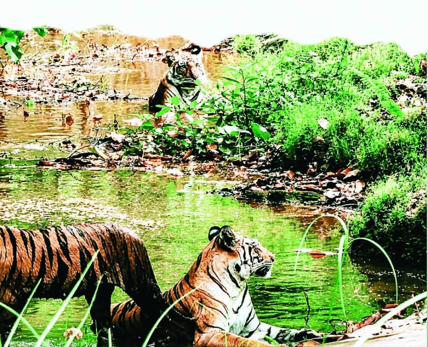 संजय टाइगर रिजर्व में एकसाथ दिखे तीन बाघ, पानी में आराम करते कैमरों में कैद हुए
