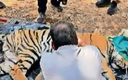 कान्हा टाइगर रिजर्व में बाघों की मौत: हाई कोर्ट ने राज्य सरकार से मांगी रिपोर्ट, दिए ये बड़े निर्देश