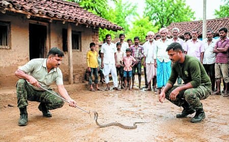 मानसूनी बारिश से सतना में बढ़े सर्प रेस्क्यू, प्रतिदिन चालीस कॉलों ने बढ़ाई चिंता जिम्मेदारी