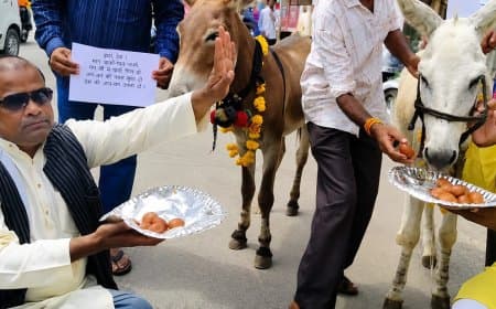 इद्र देव को मनाने  किया टोटका: भोपाल में गधों को खिलाए गुलाब जामुन, हार पहनाए