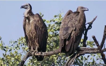 पन्ना में वन्यजीव संरक्षण को बड़ा झटका: एक साथ आठ दुर्लभ गिद्धों की संदिग्ध मौत से हड़कंप
