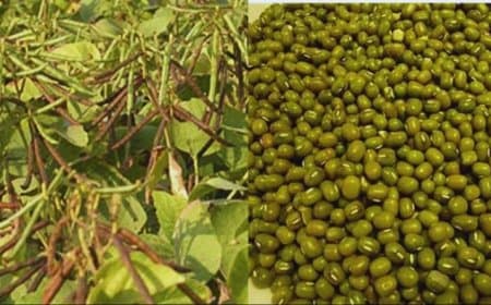 मध्यप्रदेश: पिछले साल की 3.5 लाख टन मूंग को नहीं मिल रहे खरीदार... किसानों के दबाव में केंद्र पहुंची राज्य सरकार