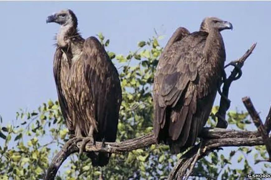 पन्ना में वन्यजीव संरक्षण को बड़ा झटका: एक साथ आठ दुर्लभ गिद्धों की संदिग्ध मौत से हड़कंप