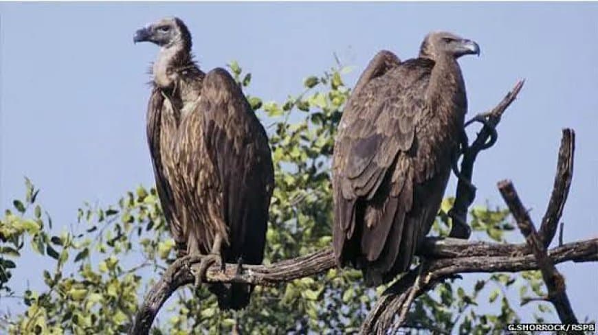 पन्ना में वन्यजीव संरक्षण को बड़ा झटका: एक साथ आठ दुर्लभ गिद्धों की संदिग्ध मौत से हड़कंप