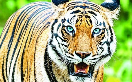 नीली आंखों वाली बाघिन टी-29 लापता, बदलते जंगलों ने बढ़ाई वन्यजीव संरक्षण की चिंता गंभीर