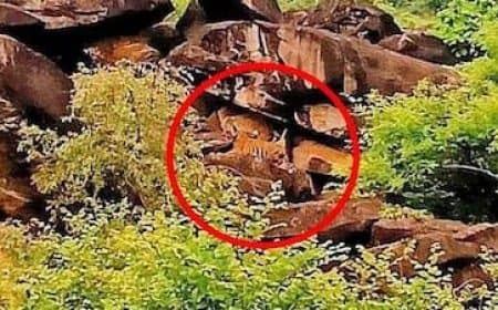 मध्यप्रदेश: शिवपुरी के माधव टाइगर रिजर्व में बढ़ा बाघों का कुनबा... एमटी-4 ने दिया शावक को जन्म 