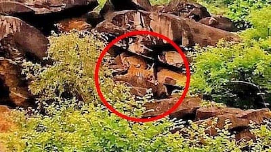 मध्यप्रदेश: शिवपुरी के माधव टाइगर रिजर्व में बढ़ा बाघों का कुनबा... एमटी-4 ने दिया शावक को जन्म 