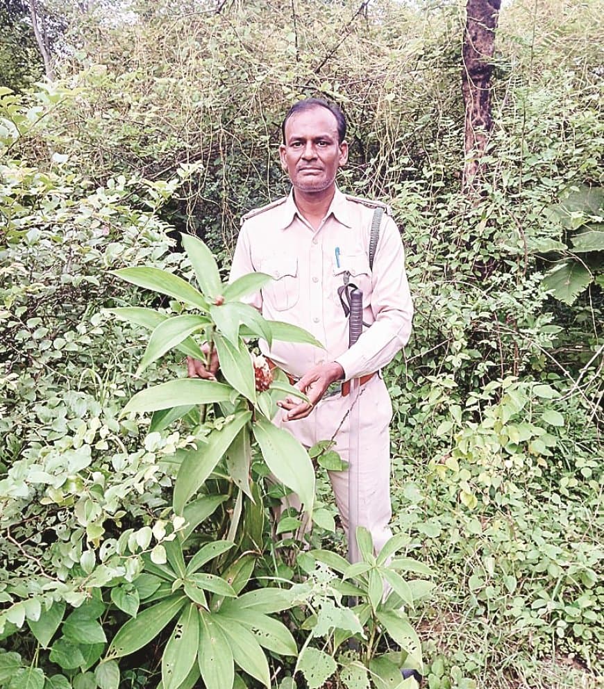 दक्षिण पन्ना के जंगलों में मिला औषधीय केवकंद, समृद्ध वनस्पति विविधता और पारंपरिक ज्ञान उजागर