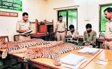 सीधी में तेंदुए की खाल बरामदगी से बढ़ा जांच दायरा, मऊगंज में तीन संदिग्ध हिरासत में