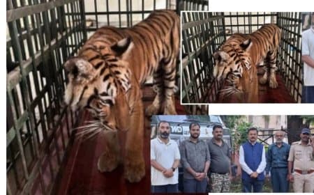 जबलपुर से भोपाल रवाना हुई वीरांगना दुर्गावती रिजर्व की स्वस्थ बाघिन, दो महीने चला इलाज