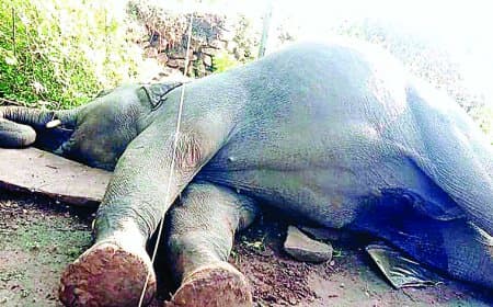 मऊगंज में करंट की चपेट में आया नर हाथी, साथी भरत अकेला अब बांधवगढ़ जाएगा