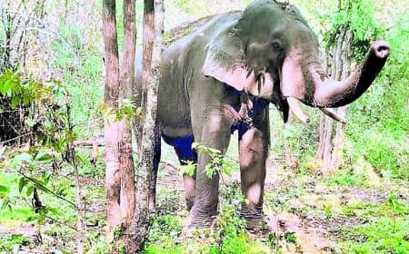 गोरसरी पहाड़ में ई-5 को पकड़ने का अभियान तेज, त्रिकूट पहाड़ी की सीढ़ियों तक पहुंचा तेंदुआ