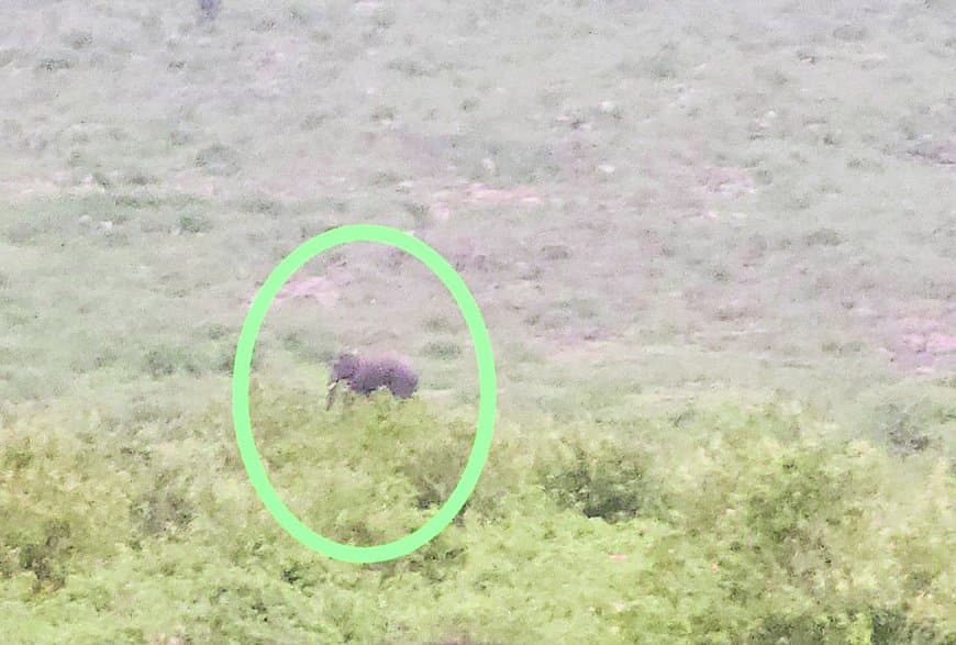 मैहर में हाथी ई-5 ने गोरसरी पहाड़ के पास डाला डेरा, प्रशासन हाई अलर्ट पर