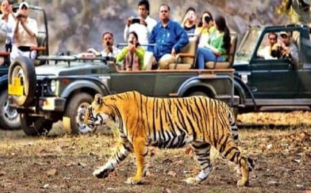 मध्यप्रदेश: बांधवगढ़ में सफारी सीजन का आगाज, पहले ही दिन वनराज के दीदार से सैलानियों का दिल हुआ बाग-बाग