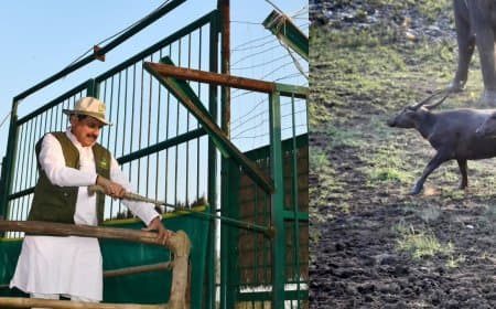 सीएम का आह्वान- कान्हा एशिया का सबसे बड़ा पार्क, वन्य प्राणियों के नैसर्गिंक जीवन निहारने जरूर आएं सैलानी 