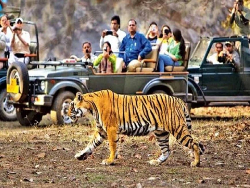 मध्यप्रदेश: बांधवगढ़ में सफारी सीजन का आगाज, पहले ही दिन वनराज के दीदार से सैलानियों का दिल हुआ बाग-बाग
