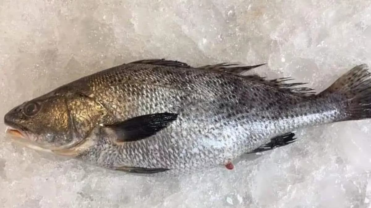 Ghol Fish: Ghol fish becomes the state fish of Gujarat, the price is so much that it will pay for a trip abroad