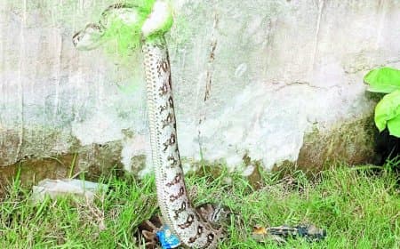 रीवा में बीहर नदी किनारे मछली पकड़ने के जाल में फंसा 22 फीट लंबा विशाल अजगर — वन विभाग की टीम ने घंटों की मशक्कत के बाद किया सफल रेस्क्यू, सुरक्षित छोड़ा जंगल में