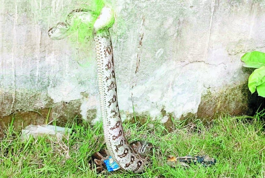 रीवा में बीहर नदी किनारे मछली पकड़ने के जाल में फंसा 22 फीट लंबा विशाल अजगर — वन विभाग की टीम ने घंटों की मशक्कत के बाद किया सफल रेस्क्यू, सुरक्षित छोड़ा जंगल में रीवा में बीहर नदी किनारे मछली पकड़ने के जाल में फंसा 22 फीट लंबा विशाल अजगर — वन विभाग की टीम ने घंटों की मशक्कत के बाद किया सफल रेस्क्यू, सुरक्षित छोड़ा जंगल में