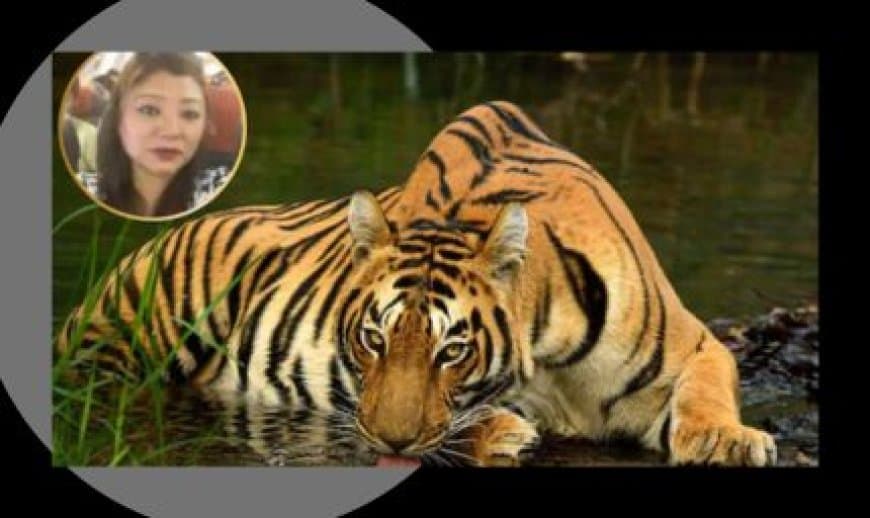 STSF मध्यप्रदेश और WCCB को सफलता: अंतर्राष्ट्रीय बाघ तस्कर लाचुंगपा सिक्किम से गिरफ्तार STSF मध्यप्रदेश और WCCB को सफलता: अंतर्राष्ट्रीय बाघ तस्कर लाचुंगपा सिक्किम से गिरफ्तार