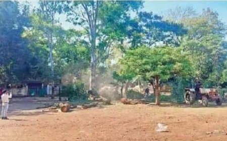 5 करोड़ का शॉपिंग कॉम्प्लेक्स और नया जनपद भवन निर्माण के लिए 50 साल पुराने पेड़ों पर चली आरी