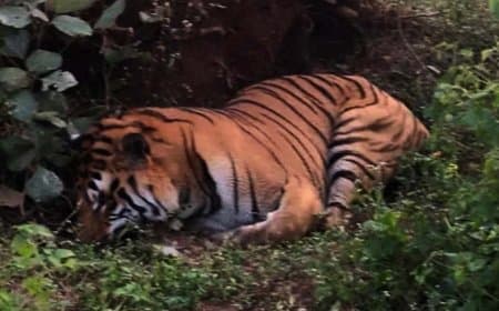 शहडोल में दो बाघों की मौत... टाइगर स्टेट अब बन रहा वनराज की कब्रगाह