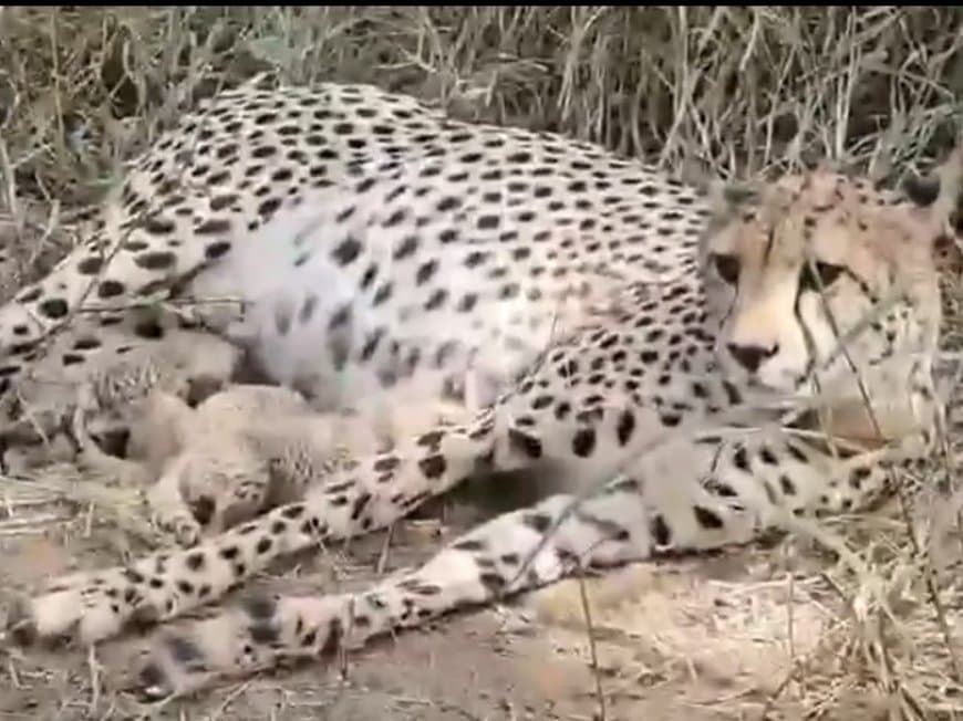 खुशखबरी! कूनो में ‘गामिनी’ ने फिर तीन शावकों को दिया जन्म खुशखबरी! कूनो में ‘गामिनी’ ने फिर तीन शावकों को दिया जन्म