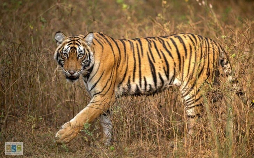 मध्यप्रदेश: संकट में टाइगर स्टेट का ताज... 15 महीनों में 64 बाघों की मौत मध्यप्रदेश: संकट में टाइगर स्टेट का ताज... 15 महीनों में 64 बाघों की मौत