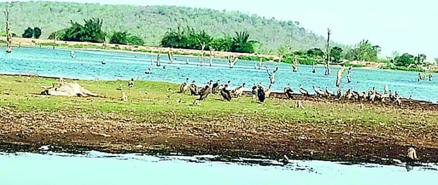 1000 से ज्यादा गिद्धों वाले बरौंधा में एक भी ‘बच्चा’ नहीं? 1000 से ज्यादा गिद्धों वाले बरौंधा में एक भी ‘बच्चा’ नहीं?