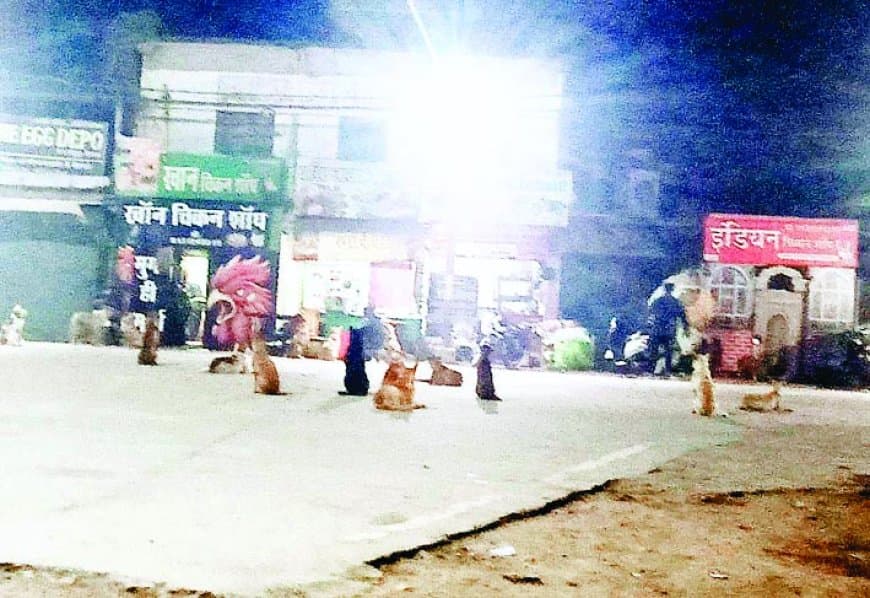 कोष्टा में बनेगा कुत्तों का शेल्टर होम, 300 आदमखोर कुत्तों की होगी व्यवस्था कोष्टा में बनेगा कुत्तों का शेल्टर होम, 300 आदमखोर कुत्तों की होगी व्यवस्था
