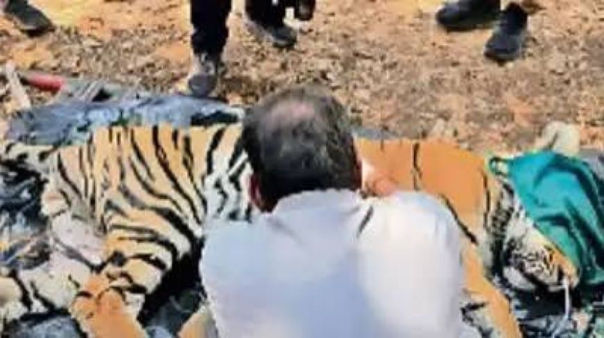कान्हा टाइगर रिजर्व में बाघों की मौत: हाई कोर्ट ने राज्य सरकार से मांगी रिपोर्ट, दिए ये बड़े निर्देश कान्हा टाइगर रिजर्व में बाघों की मौत: हाई कोर्ट ने राज्य सरकार से मांगी रिपोर्ट, दिए ये बड़े निर्देश