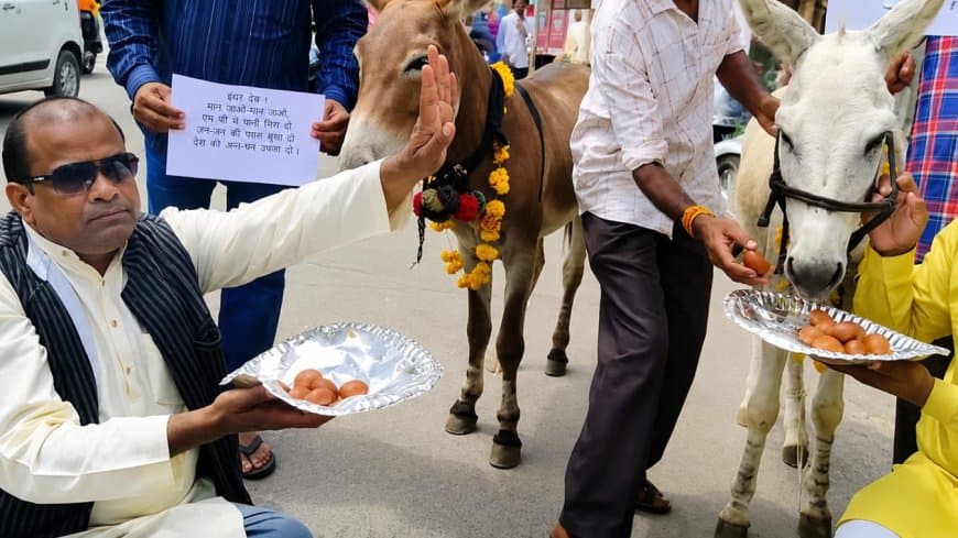 इद्र देव को मनाने किया टोटका: भोपाल में गधों को खिलाए गुलाब जामुन, हार पहनाए इद्र देव को मनाने किया टोटका: भोपाल में गधों को खिलाए गुलाब जामुन, हार पहनाए