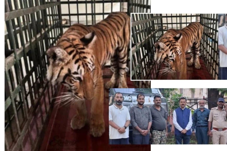 जबलपुर से भोपाल रवाना हुई वीरांगना दुर्गावती रिजर्व की स्वस्थ बाघिन, दो महीने चला इलाज जबलपुर से भोपाल रवाना हुई वीरांगना दुर्गावती रिजर्व की स्वस्थ बाघिन, दो महीने चला इलाज
